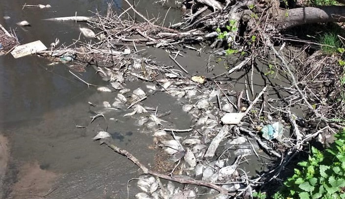 Mrtvé ryby byly úplně všude