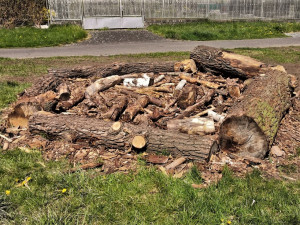 Centrální plzeňský městský obvod chystá malé biotopy, květnaté louky i broukoviště