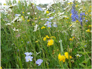 Centrální plzeňský městský obvod chystá malé biotopy, květnaté louky i broukoviště