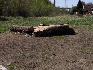 Centrální plzeňský městský obvod chystá malé biotopy, květnaté louky i broukoviště