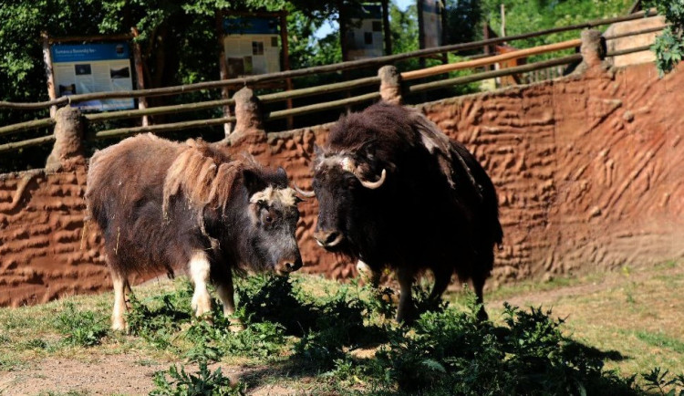Zoo zatím může zpřístupnit jen venkovní expozice