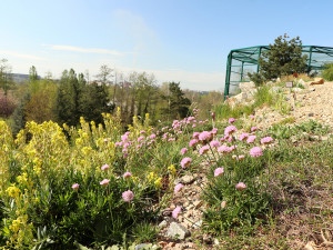 Zoo Plzeň mohla od dneška zpřístupnit venkovní expozice