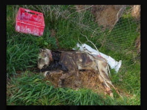 Strážníci a záchranáři zažili šok, opuštěný objekt ukrýval těla mrtvých psů i hnijící ovce