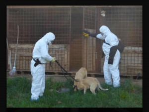 Strážníci a záchranáři zažili šok, opuštěný objekt ukrýval těla mrtvých psů i hnijící ovce