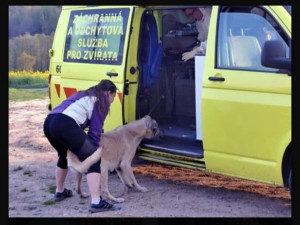 Strážníci a záchranáři zažili šok, opuštěný objekt ukrýval těla mrtvých psů i hnijící ovce