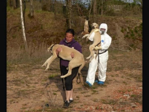 Strážníci a záchranáři zažili šok, opuštěný objekt ukrýval těla mrtvých psů i hnijící ovce