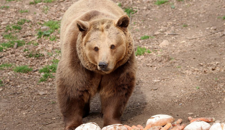 Návštěvníci zoo mohou ve venkovním výběhu pozorovat medvědy, kteří se nedávno probudili ze zimního spánku
