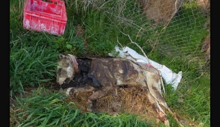 Nález mrtvých psů ve Slapanech na Chebsku