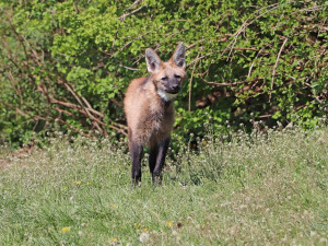 Návštěvníci plzeňské zoo mohou konečně sledovat nová mláďata vlka hřivnatého