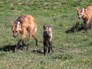 Návštěvníci plzeňské zoo mohou konečně sledovat nová mláďata vlka hřivnatého