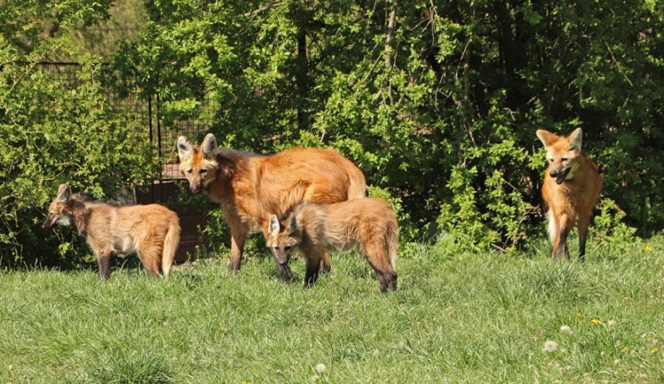 Mladí vlci hřivnatí se už vesele prohánějí po venkovním výběhu v doprovodu svých rodičů