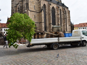 Příprava stromů na náměstí Republiky