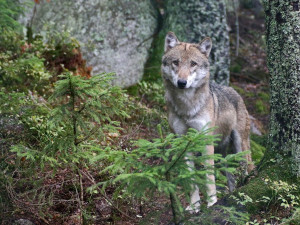 Na Šumavě už můžete od prvního máje navštívit výběhy s vlky, rysy i jeleny