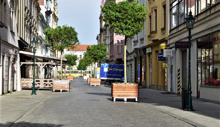 Javory teď zdobí Riegerovu ulici v centru Plzně