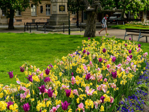 Barevnými květy teď září sadový okruh v historickém centru Plzně, přijďte se podívat