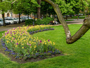 Barevnými květy teď září sadový okruh v historickém centru Plzně, přijďte se podívat