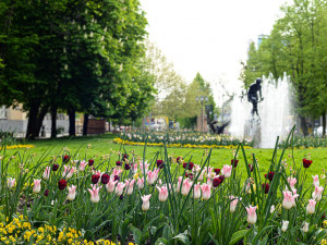 Barevnými květy teď září sadový okruh v historickém centru Plzně, přijďte se podívat