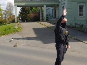 Policie v akci, tentokrát pomáhá kachnímu páru bezpečně překonat rušnou ulici