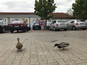 Kachnám se líbí i na parkovišti před supermarketem