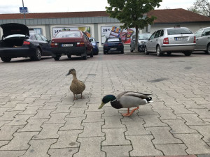 Kachnám se líbí i na parkovišti před supermarketem