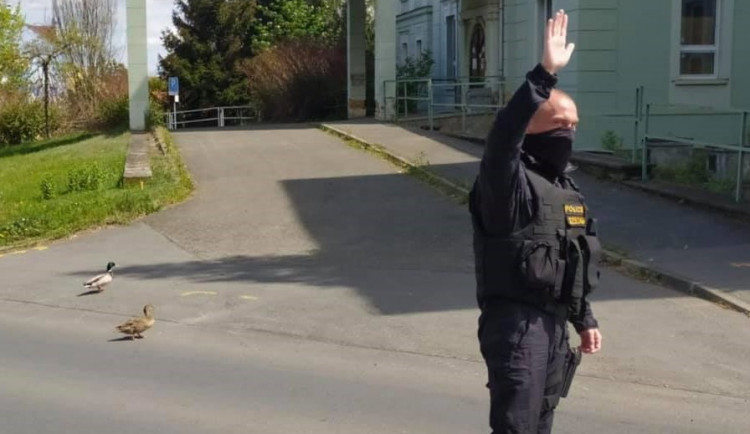 Policie v akci, tentokrát pomáhá kachnímu páru bezpečně překonat frekventovanou silnici