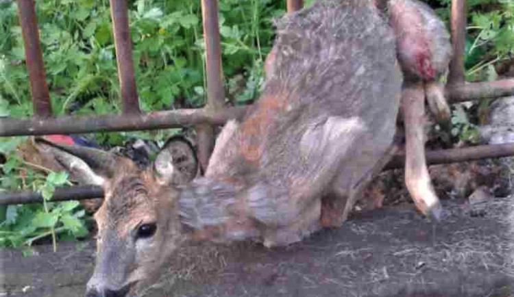 Srnka uvízla v kovovém plotu a nedokázala se sama osvobodit