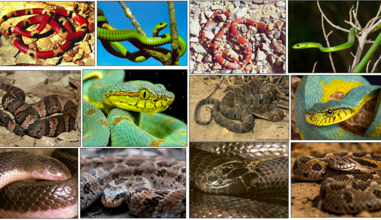 rozpoznávání nebezpečných druhů hadů