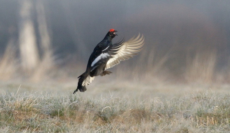 Jarní tok tetřívků je pro fotografy velmi atraktivní