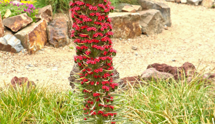 V plzeňské Zoo a BZ právě kvete Unikátní hadinec