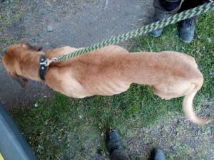 psa někdo nejspíš uvázal v lese