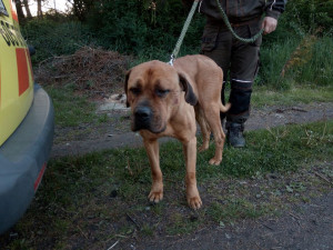 psa někdo nejspíš uvázal v lese