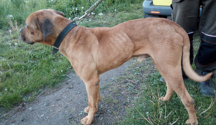 psa někdo uvázal v lese