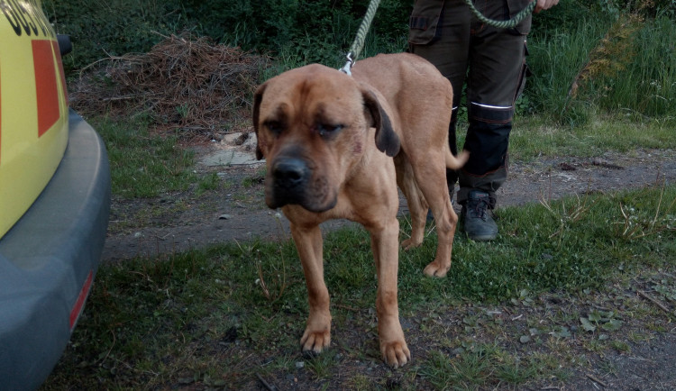 pes byl v lese několik dní