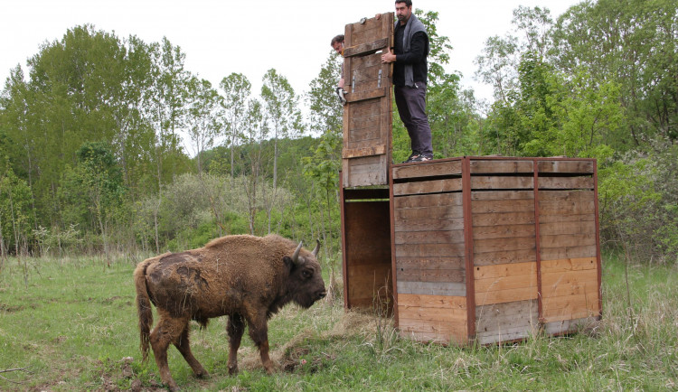 Zubr našel nový domov nedaleko Rokycan