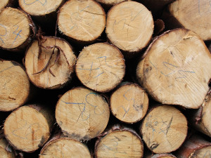 Pozor! Z lesů se ztrácí ochranné sítě na dřevo, jsou napuštěné jedovatým insekticidem