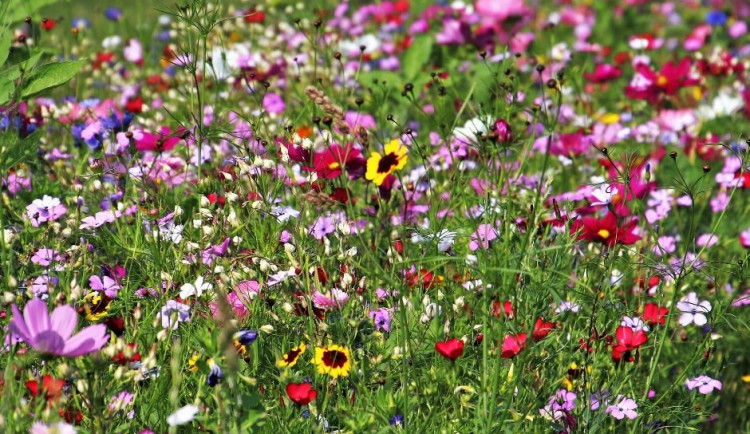 Obyvatelé Lochotína se mohou těšit na rozkvetlou louku