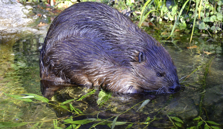 Na Šumavě se sledoval v poslední době například výskyt populace bobra evropského