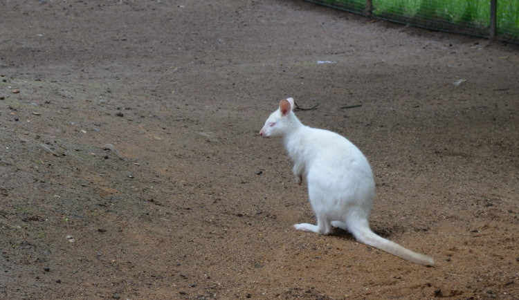 Klokaní albín z plzeňské zoo dostal při křtu jméno Eda