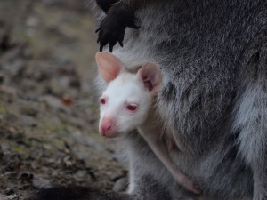 klokan Eda na lednové fotografii
