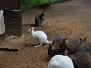 dnes už je Eda o poznání větší