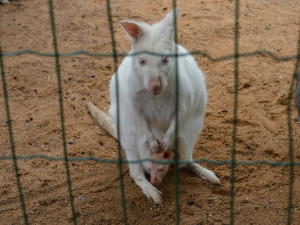 nejnovější klokaní přírůstek. Jestli je to kluk nebo holka se ještě uvidí
