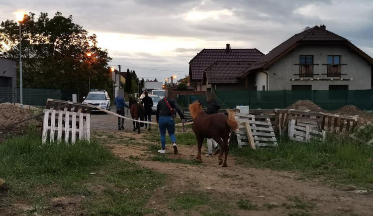 Uprchlé poníky pomáhali chytat strážníci městské policie v Plzni