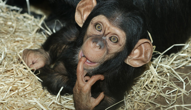 šimpanz učenlivý Caila