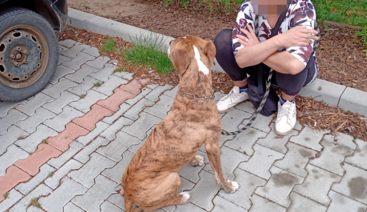 Tenhle pes nejspíš nemá rád auta, na Doubravce se na jednom pěkně vyřádil