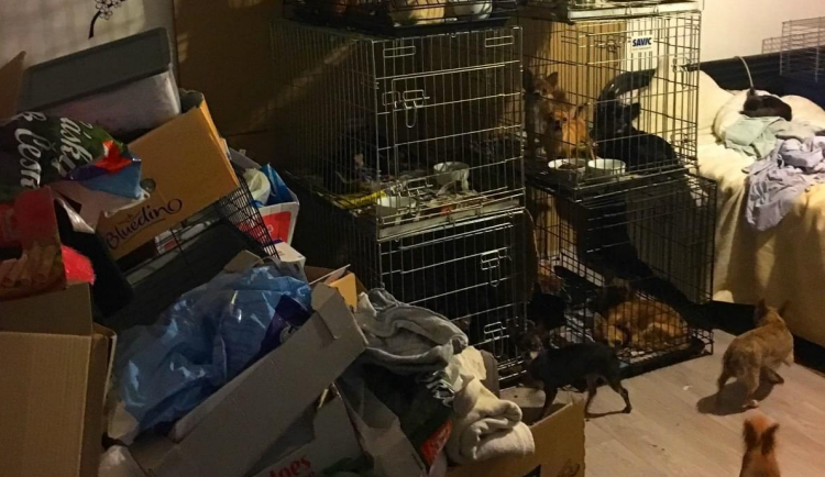 Majitelka otřesné množírny psů přišla k soudu až na čtvrtý pokus