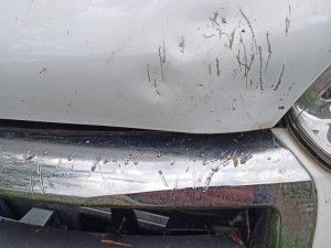 Zaběhlý pes nejspíš nemá rád auta, na Doubravce se na jednom pěkně vyřádil