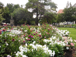 Sadový okruh v centru Plzně je plný květin, poprvé se objevila i okrasná zelenina