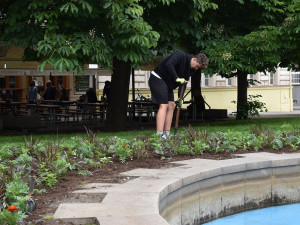Záhony sadového okruhu v centru Plzně jsou plné květin, poprvé se objevila i okrasná zelenina