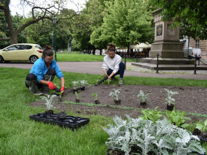 Záhony sadového okruhu v centru Plzně jsou plné květin, poprvé se objevila i okrasná zelenina