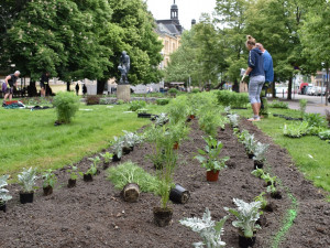 Záhony sadového okruhu v centru Plzně jsou plné květin, poprvé se objevila i okrasná zelenina
